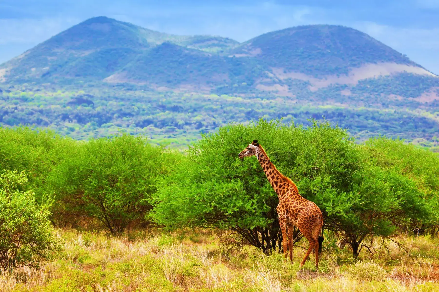 Giraffe walking on the savanna in Kenya, Africa.