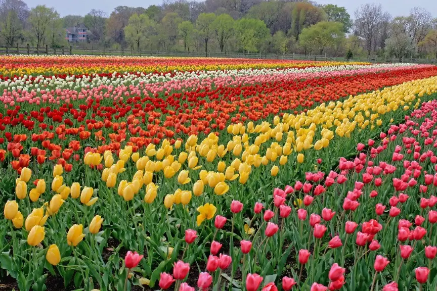 Fields of tulips in bloom in the Netherlands.