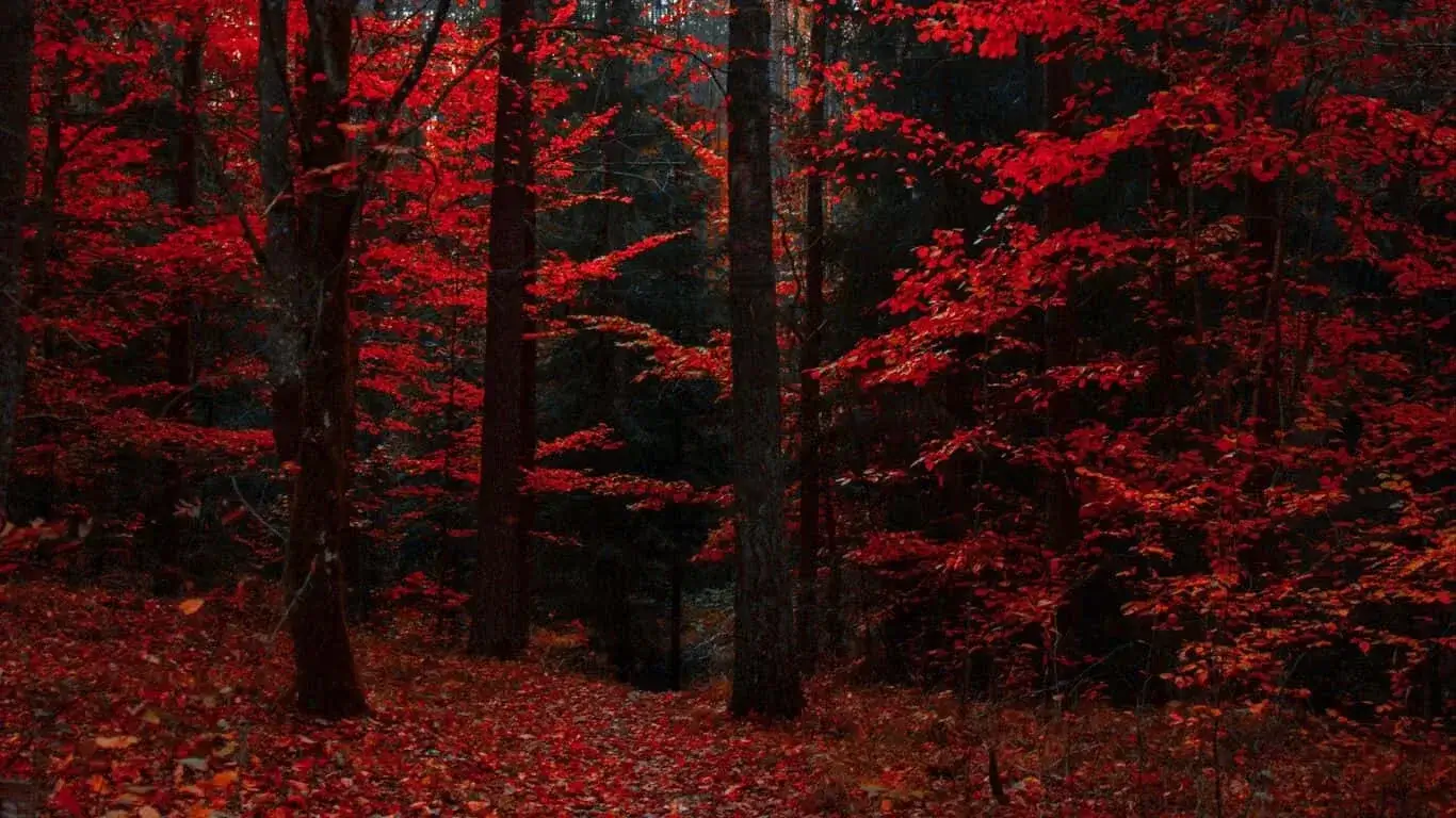 A forest with vibrant red and orange autumn foliage.