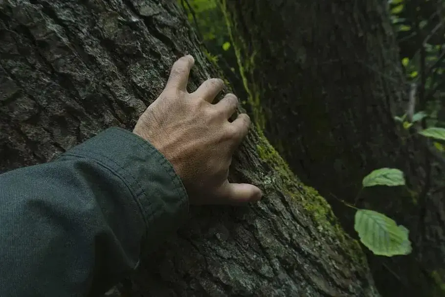 A person's hand gently touching a large ancient tree, symbolizing respect for nature.