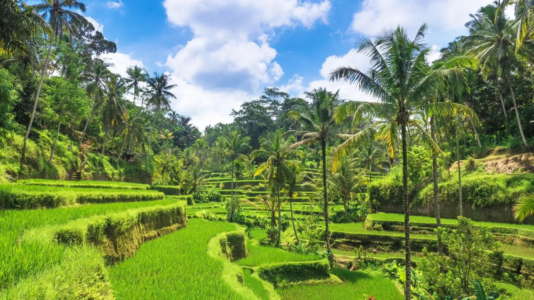 Lush, terraced rice paddies in Bali, Indonesia.